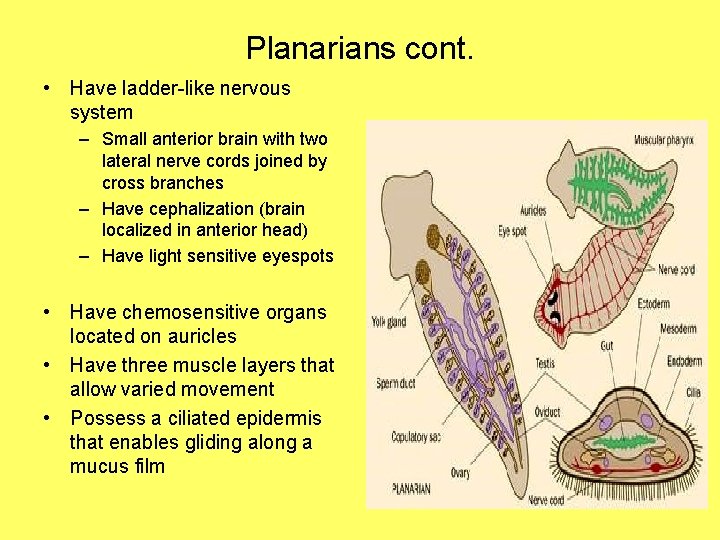 Planarians cont. • Have ladder-like nervous system – Small anterior brain with two lateral