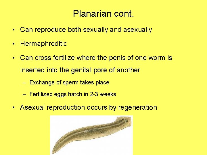 Planarian cont. • Can reproduce both sexually and asexually • Hermaphroditic • Can cross