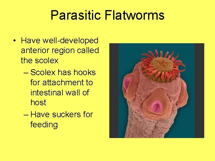 Parasitic Flatworms • Have well-developed anterior region called the scolex – Scolex has hooks