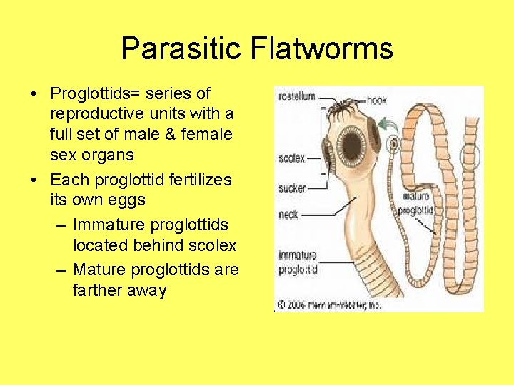 Parasitic Flatworms • Proglottids= series of reproductive units with a full set of male