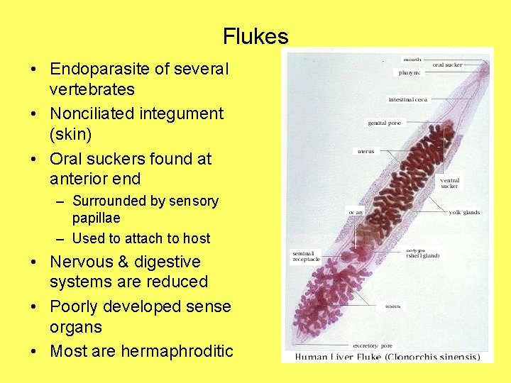 Flukes • Endoparasite of several vertebrates • Nonciliated integument (skin) • Oral suckers found