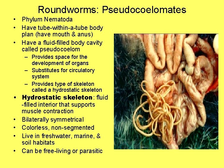 Roundworms: Pseudocoelomates • Phylum Nematoda • Have tube-within-a-tube body plan (have mouth & anus)