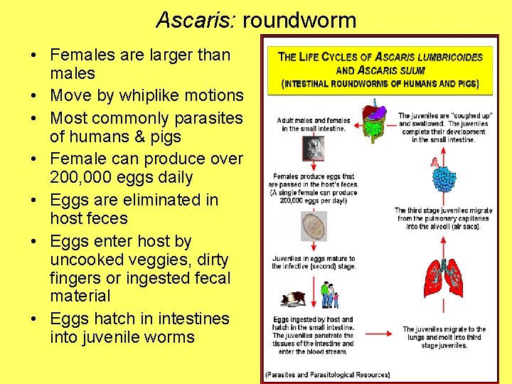 Ascaris: roundworm • Females are larger than males • Move by whiplike motions •