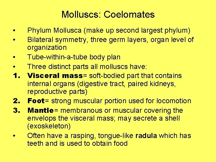 Molluscs: Coelomates • • Phylum Mollusca (make up second largest phylum) Bilateral symmetry, three