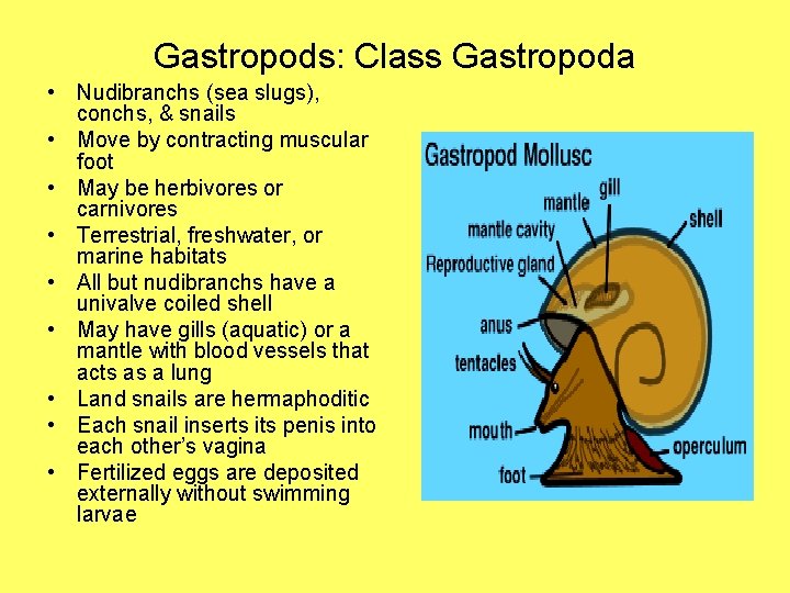 Gastropods: Class Gastropoda • Nudibranchs (sea slugs), conchs, & snails • Move by contracting