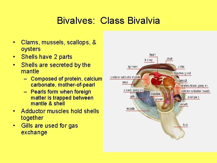 Bivalves: Class Bivalvia • Clams, mussels, scallops, & oysters • Shells have 2 parts