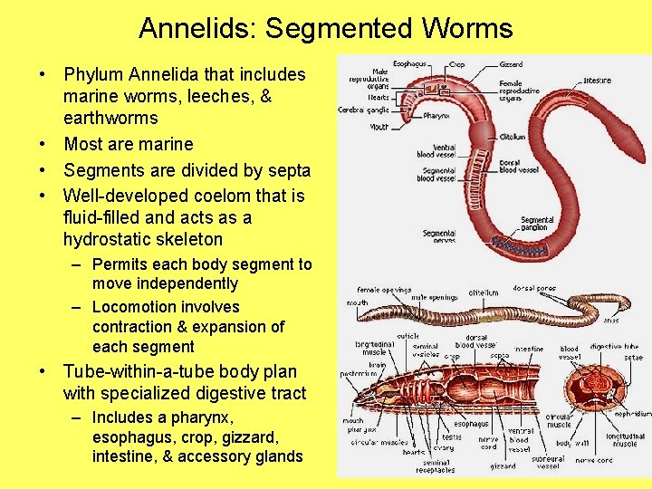 Annelids: Segmented Worms • Phylum Annelida that includes marine worms, leeches, & earthworms •