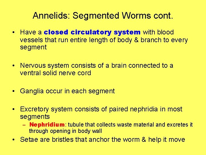 Annelids: Segmented Worms cont. • Have a closed circulatory system with blood vessels that