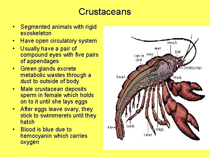 Crustaceans • Segmented animals with rigid exoskeleton • Have open circulatory system • Usually