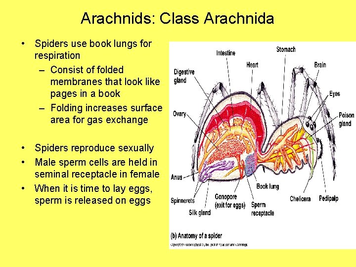 Arachnids: Class Arachnida • Spiders use book lungs for respiration – Consist of folded