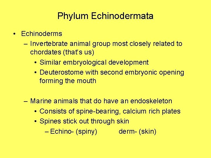 Phylum Echinodermata • Echinoderms – Invertebrate animal group most closely related to chordates (that’s