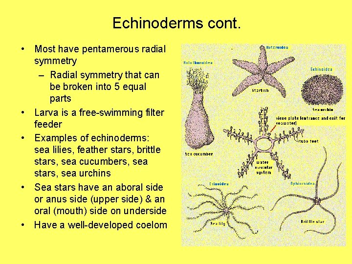 Echinoderms cont. • Most have pentamerous radial symmetry – Radial symmetry that can be