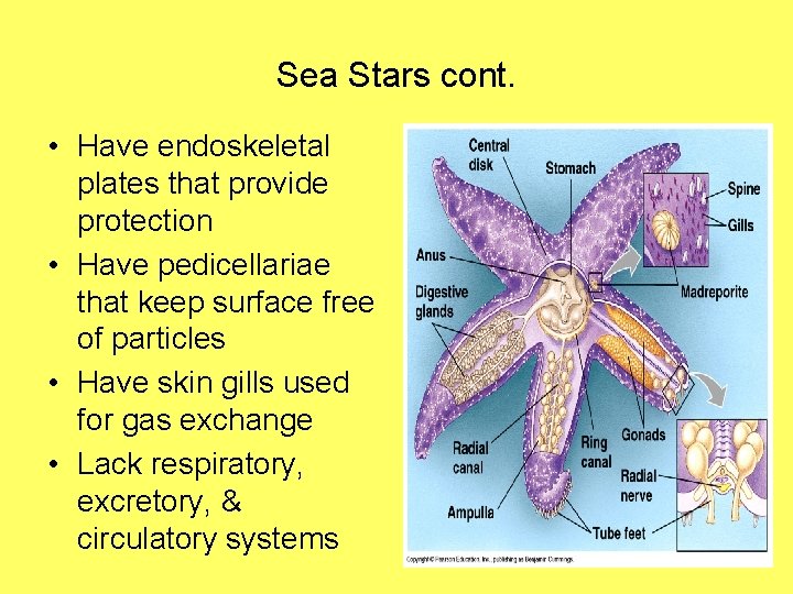 Sea Stars cont. • Have endoskeletal plates that provide protection • Have pedicellariae that