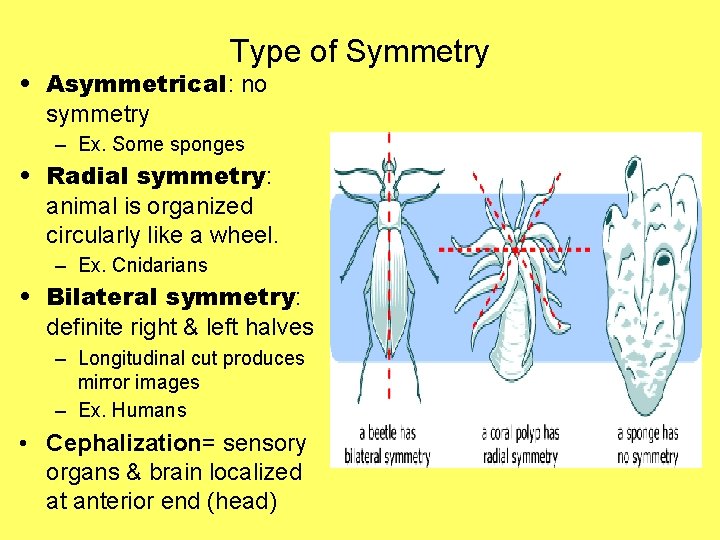 Type of Symmetry • Asymmetrical: no symmetry – Ex. Some sponges • Radial symmetry: