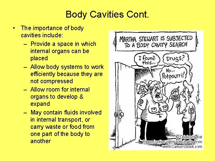 Body Cavities Cont. • The importance of body cavities include: – Provide a space