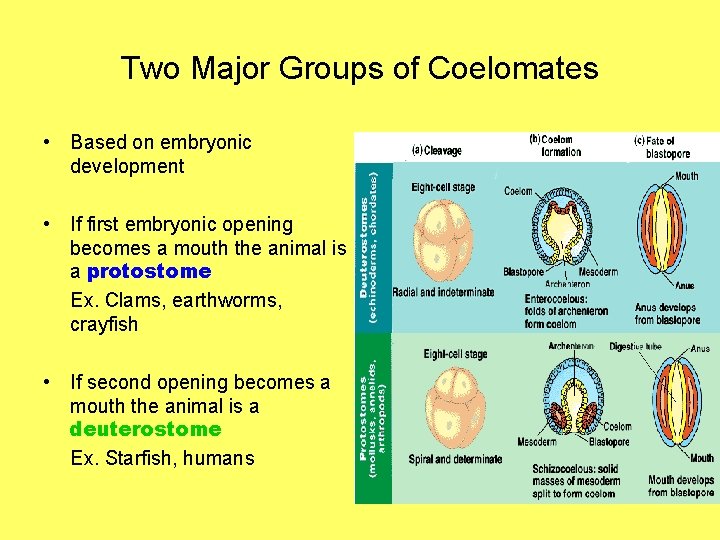 Two Major Groups of Coelomates • Based on embryonic development • If first embryonic
