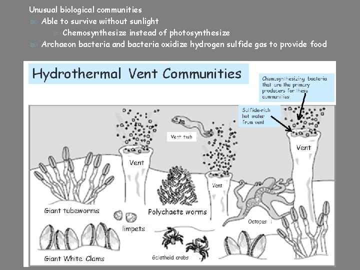  Unusual biological communities Able to survive without sunlight Chemosynthesize instead of photosynthesize Archaeon
