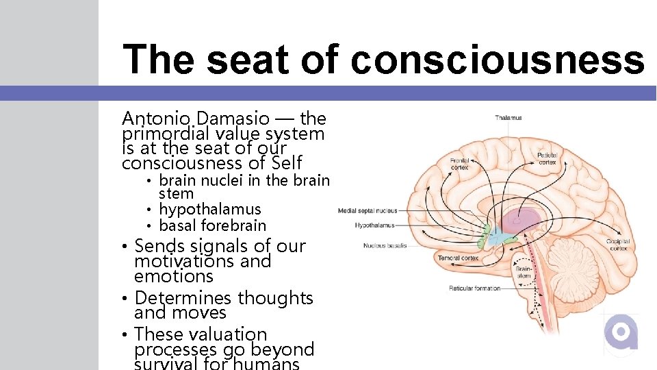 The seat of consciousness Antonio Damasio — the primordial value system is at the