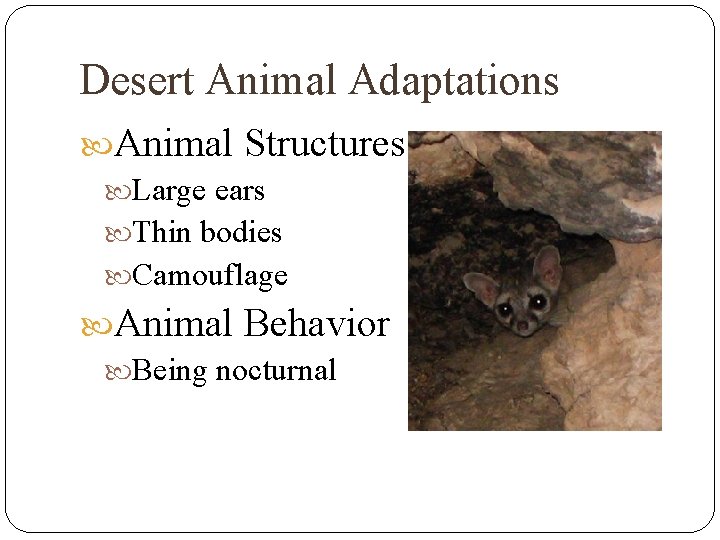 Desert Animal Adaptations Animal Structures Large ears Thin bodies Camouflage Animal Behavior Being nocturnal
