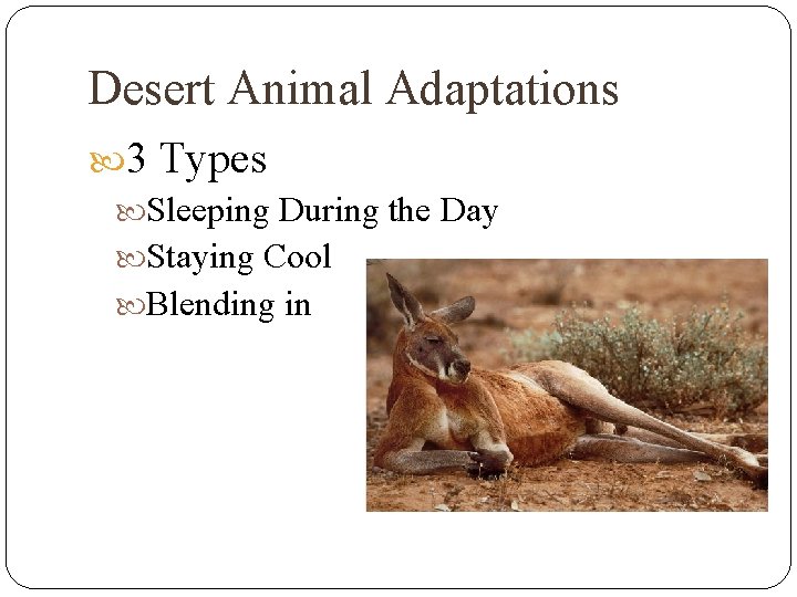 Desert Animal Adaptations 3 Types Sleeping During the Day Staying Cool Blending in 