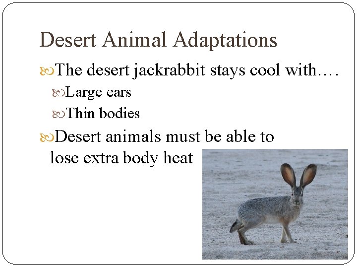Desert Animal Adaptations The desert jackrabbit stays cool with…. Large ears Thin bodies Desert