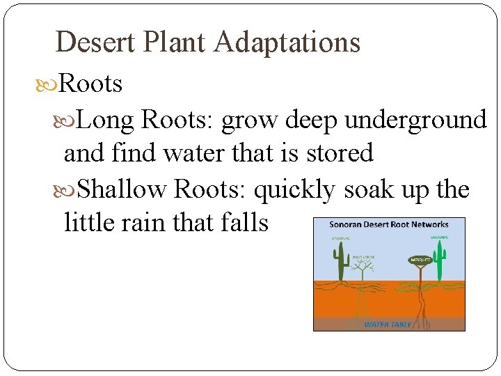 Desert Plant Adaptations Roots Long Roots: grow deep underground and find water that is