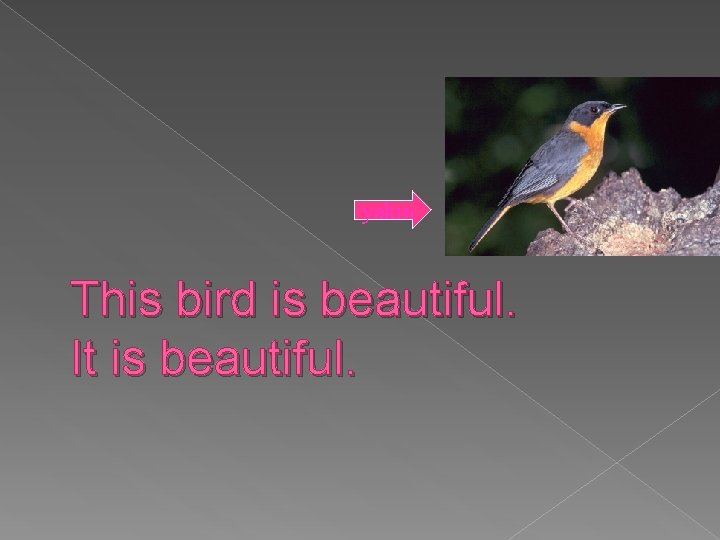 yakın This bird is beautiful. It is beautiful. 