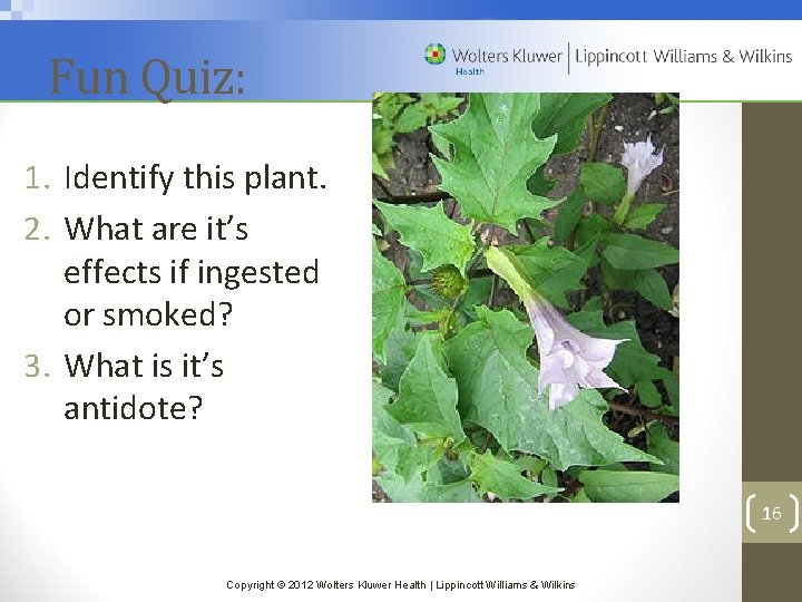 Fun Quiz: 1. Identify this plant. 2. What are it’s effects if ingested or