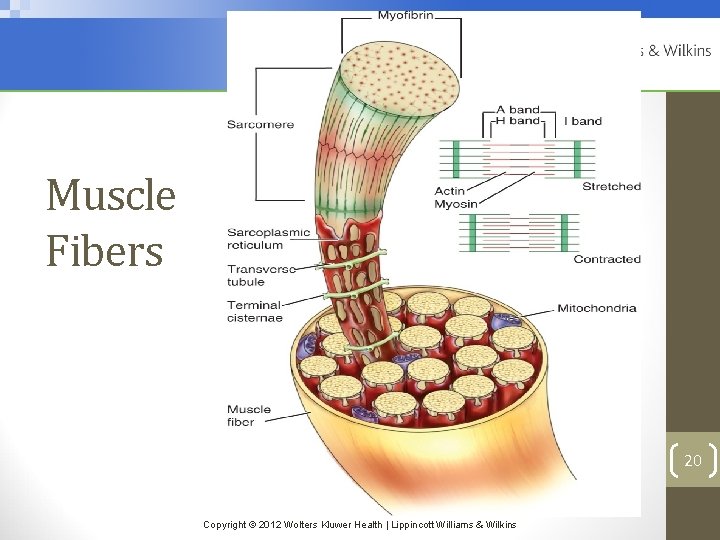Muscle Fibers 20 Copyright © 2012 Wolters Kluwer Health | Lippincott Williams & Wilkins