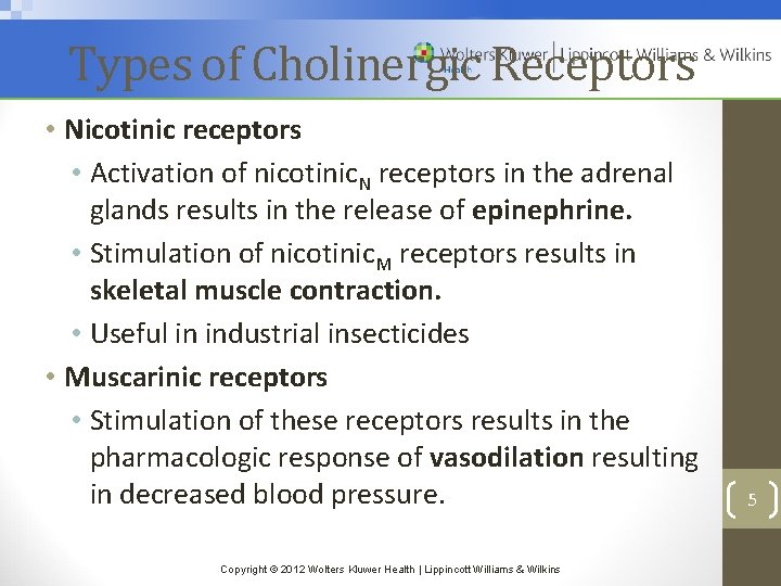 Types of Cholinergic Receptors • Nicotinic receptors • Activation of nicotinic. N receptors in