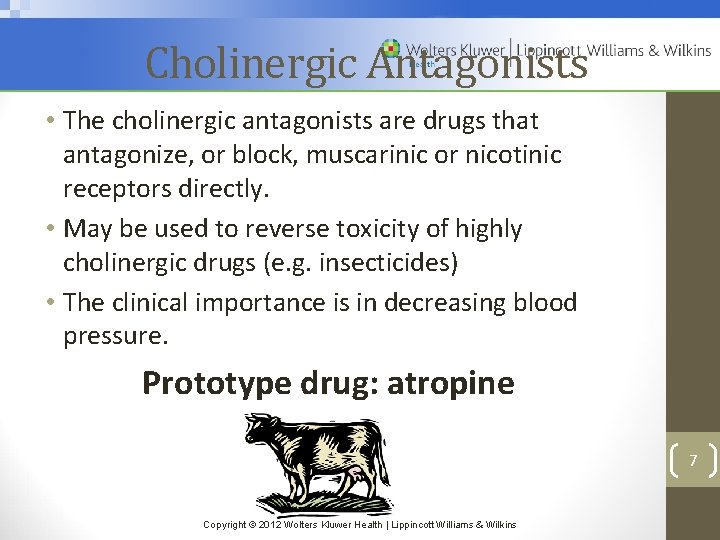Cholinergic Antagonists • The cholinergic antagonists are drugs that antagonize, or block, muscarinic or