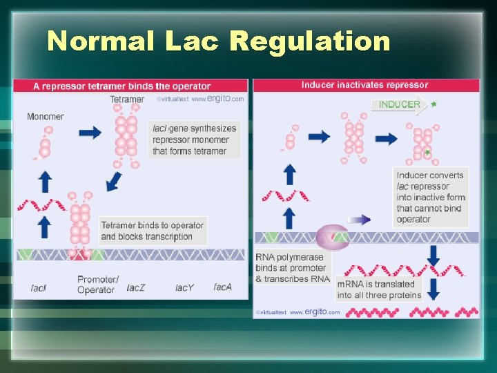 Normal Lac Regulation 