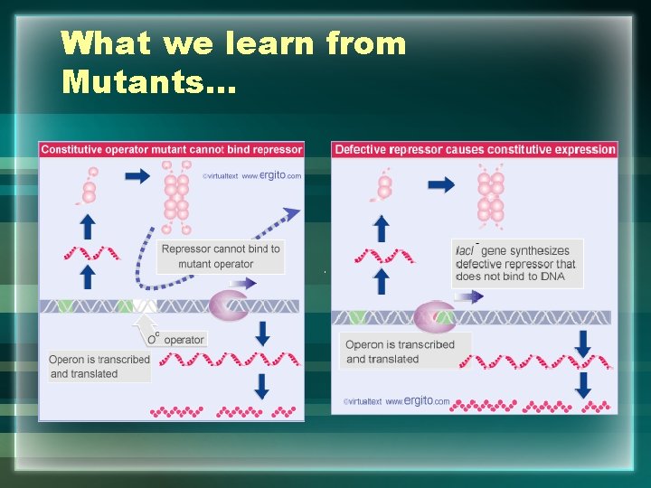 What we learn from Mutants… 