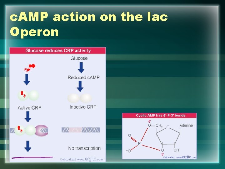 c. AMP action on the lac Operon 