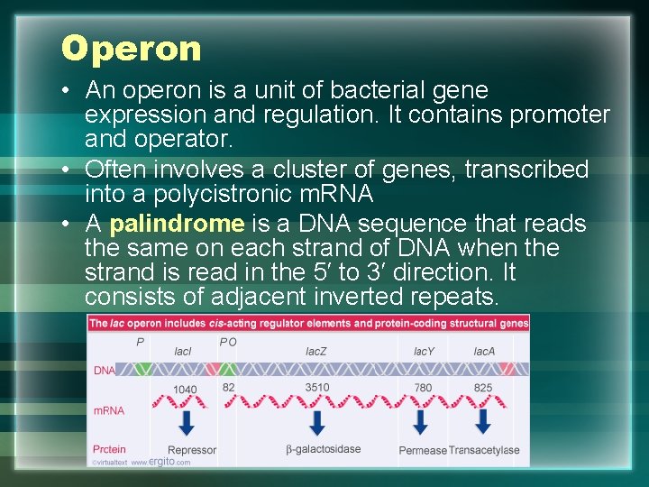 Operon • An operon is a unit of bacterial gene expression and regulation. It