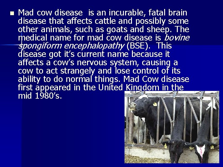 n Mad cow disease is an incurable, fatal brain disease that affects cattle and