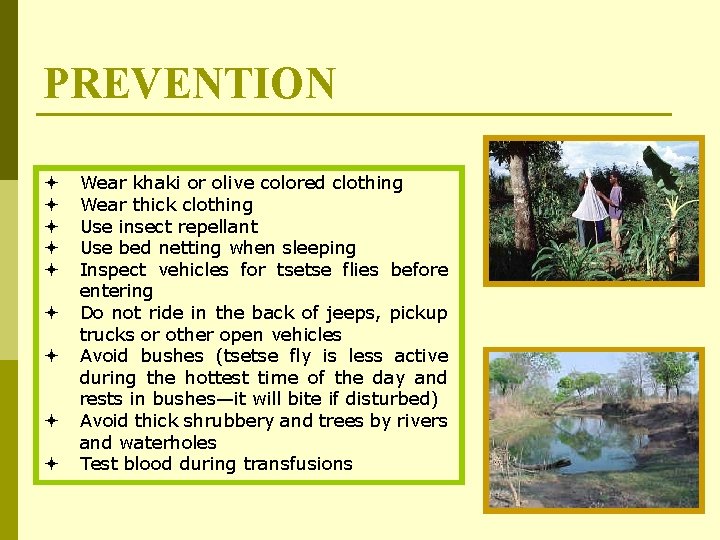 PREVENTION ª ª ª ª ª Wear khaki or olive colored clothing Wear thick