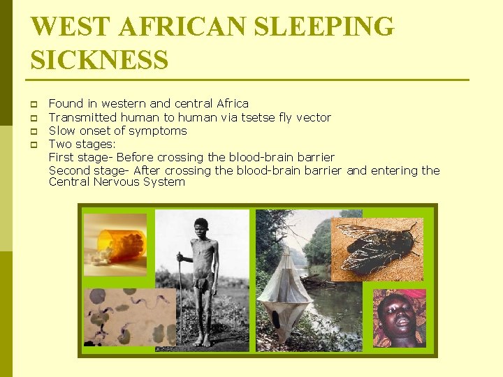 WEST AFRICAN SLEEPING SICKNESS p p Found in western and central Africa Transmitted human