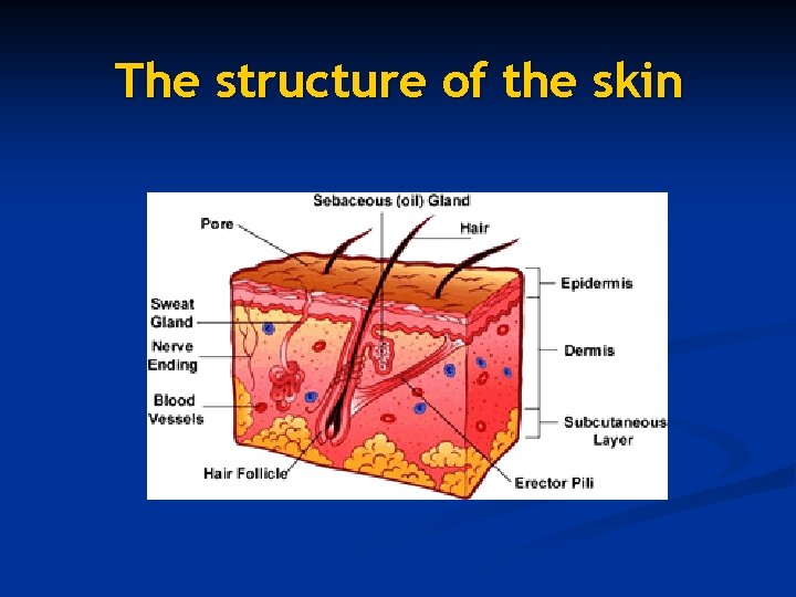 The structure of the skin 