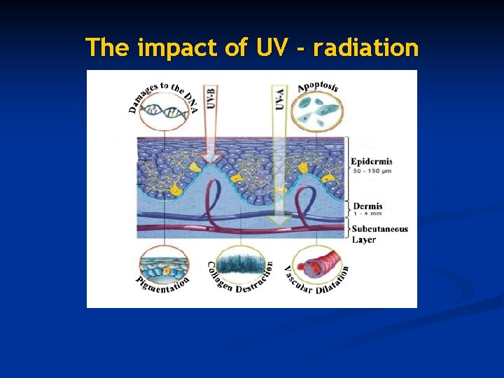 The impact of UV - radiation 