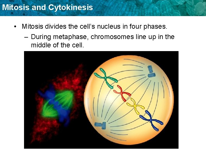 Mitosis and Cytokinesis • Mitosis divides the cell’s nucleus in four phases. – During