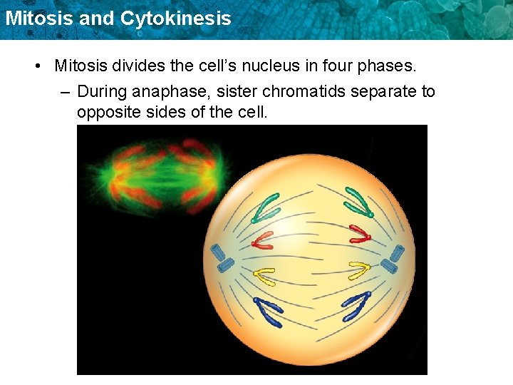 Mitosis and Cytokinesis • Mitosis divides the cell’s nucleus in four phases. – During