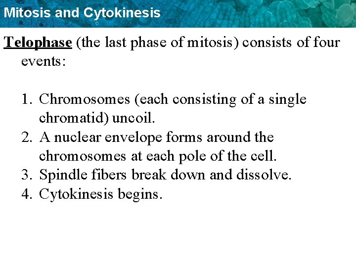 Mitosis and Cytokinesis Telophase (the last phase of mitosis) consists of four events: 1.