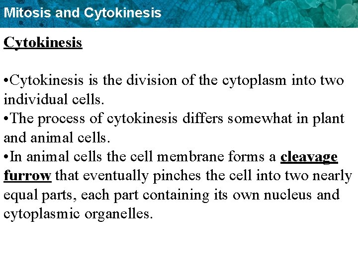 Mitosis and Cytokinesis • Cytokinesis is the division of the cytoplasm into two individual
