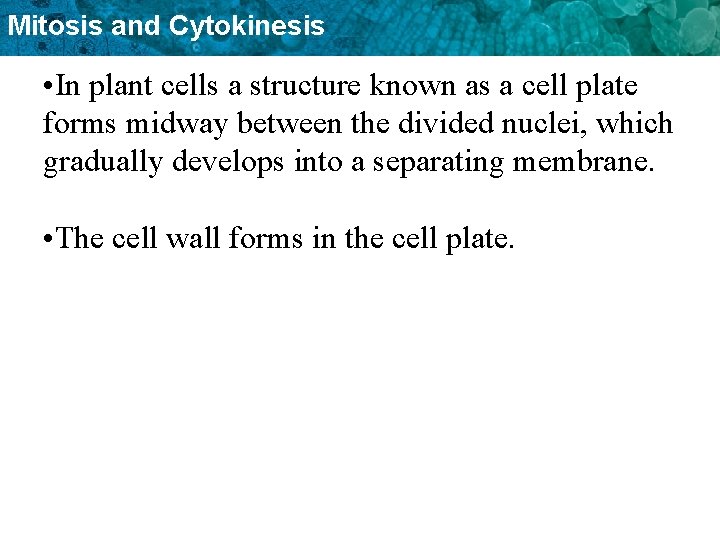 Mitosis and Cytokinesis • In plant cells a structure known as a cell plate