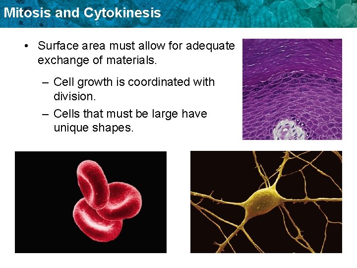 Mitosis and Cytokinesis • Surface area must allow for adequate exchange of materials. –