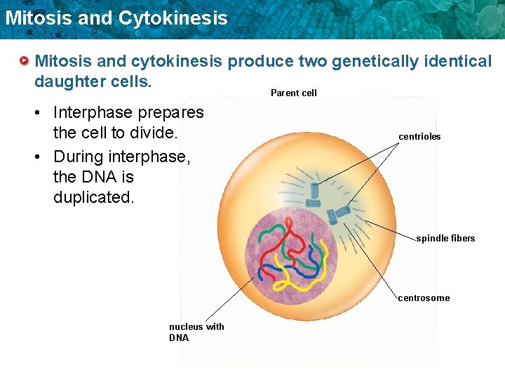 Mitosis and Cytokinesis Mitosis and cytokinesis produce two genetically identical daughter cells. Parent cell