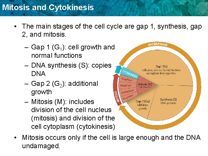 Mitosis and Cytokinesis • The main stages of the cell cycle are gap 1,