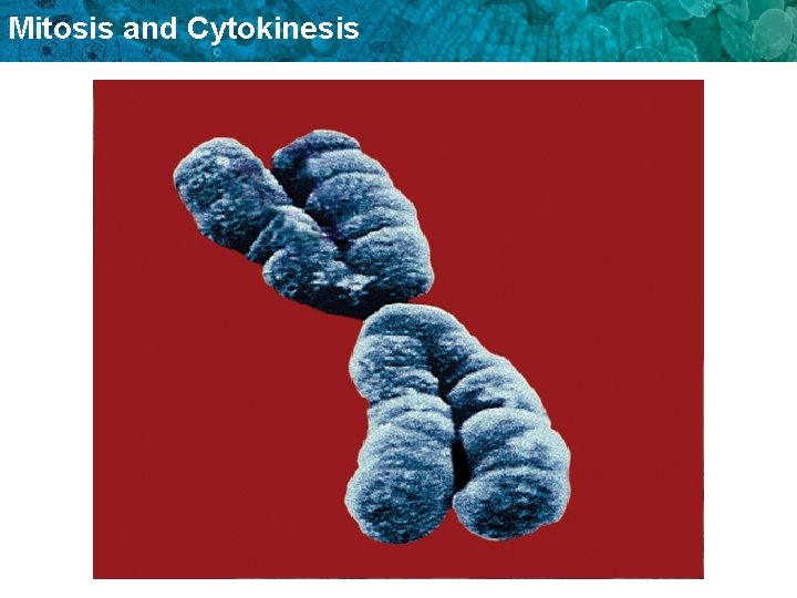 Mitosis and Cytokinesis 