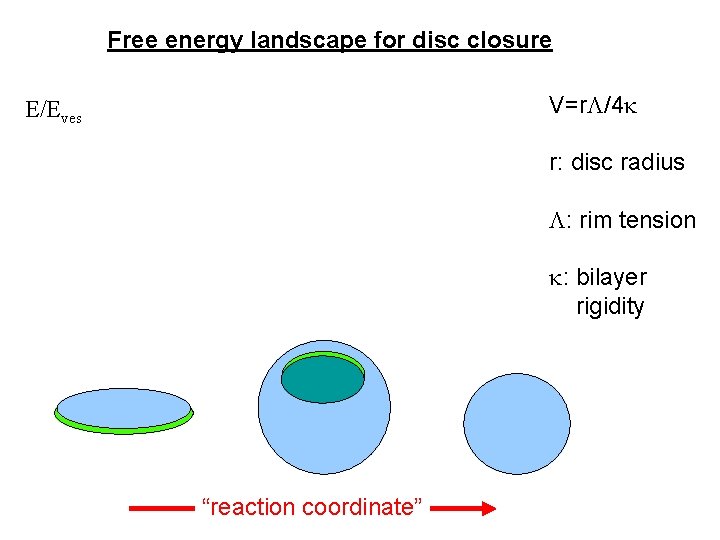 Free energy landscape for disc closure V=r /4 E/Eves r: disc radius : rim